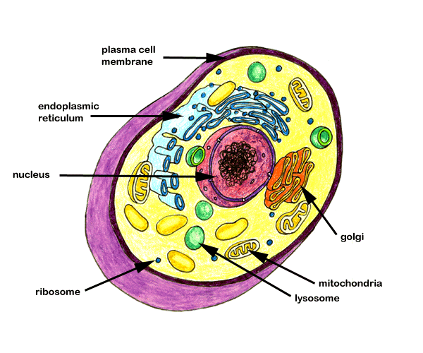 My Image 41